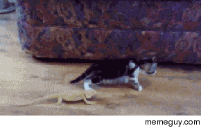My Girlfriends reaction when she sees a spider