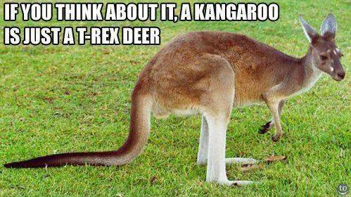 My Girlfriends Take on Kangaroos