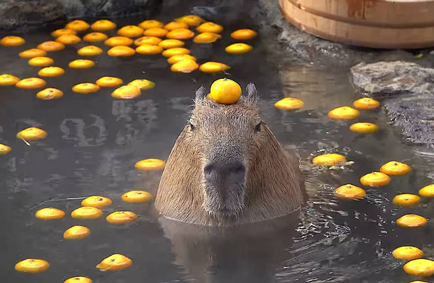 My goal is to be as calm as this capybara