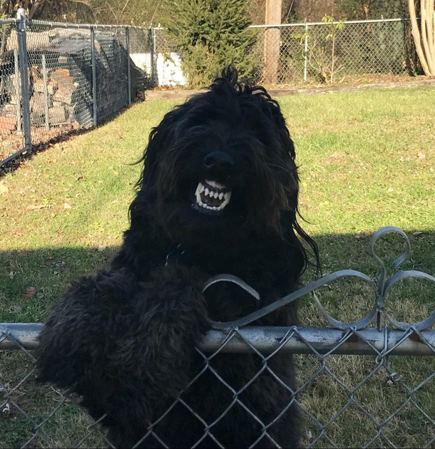 My Golden Doodle greeting me with a big smile 