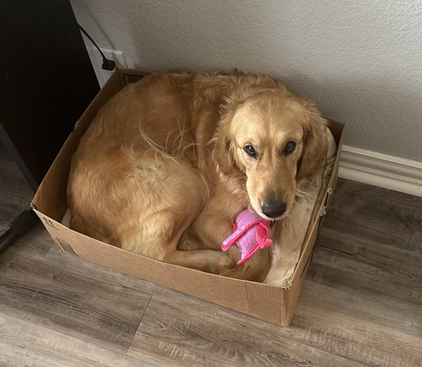 My golden has learned from the Cats