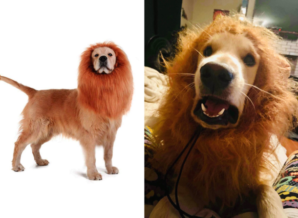 My golden retriever Pippins Halloween costume