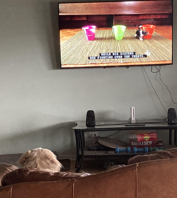 My golden wouldnt calm down so I made her sit and watch her favorite channel