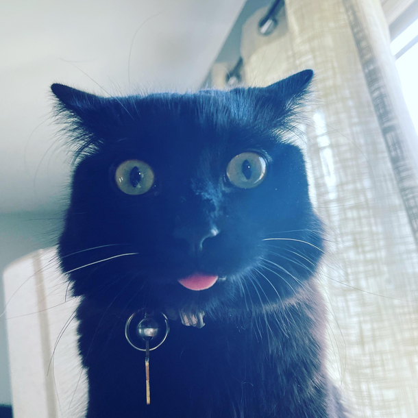 My goofy half brained kitty