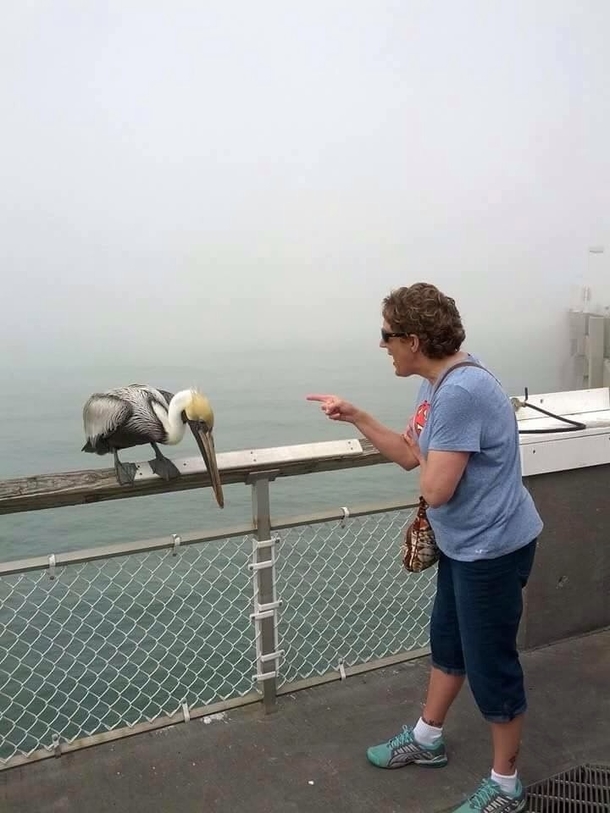 My Grandma got bit by a Pelican on the pier and then began to scold it