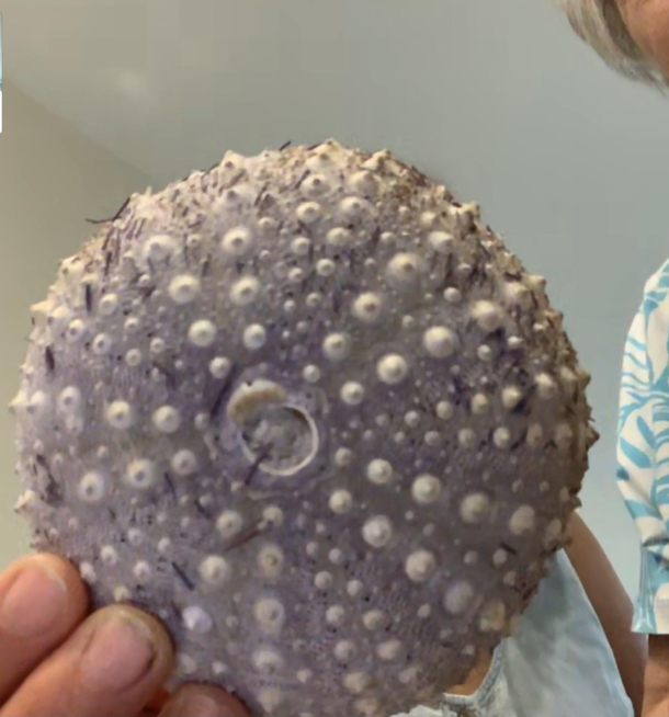 My grandma said that the google mini we got her wasnt working Turns out she was talking to a sea urchin