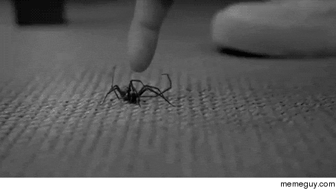 My greatest fear everytime I see a spider