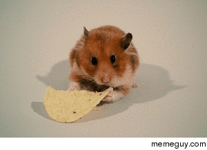 My hamster destroying a tortilla chip