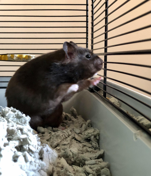 My hamster spying on the neighbours to see who is breaking lockdown rules
