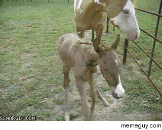 My horse is amazing 