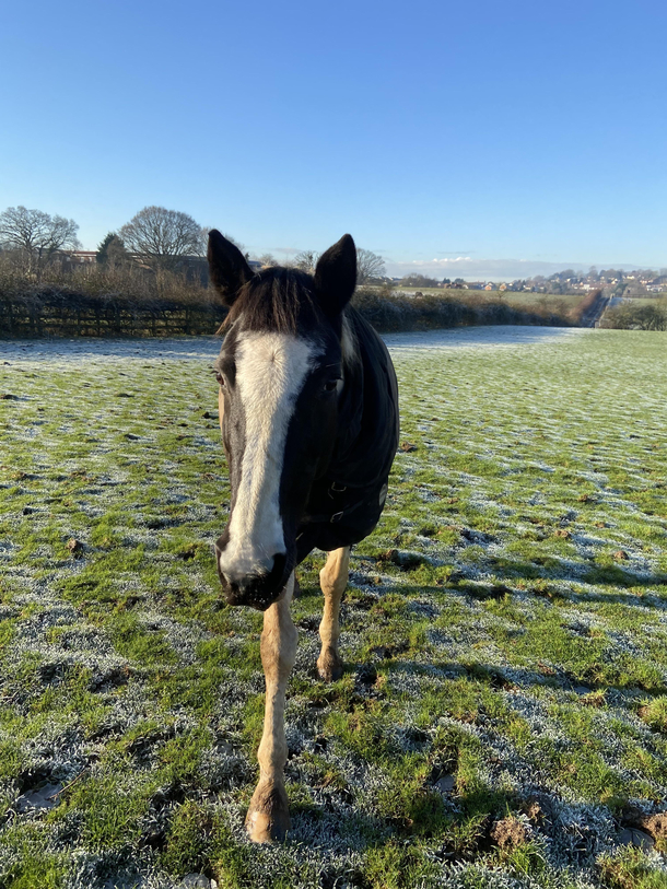 My horse looks like her head has been stuck on  sticks