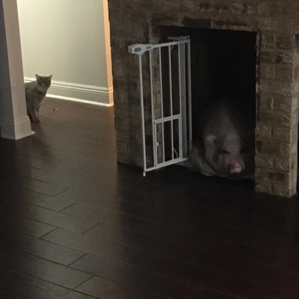 My household is one of many wonders