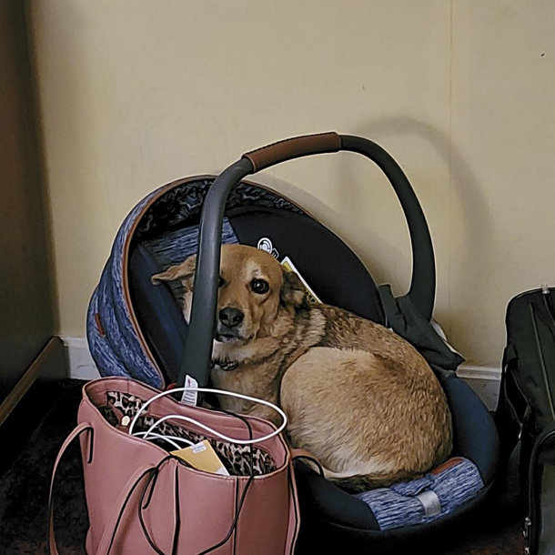 My husband and I are traveling with our baby cat and dog We stopped at a hotel for the night to get some rest and I couldnt find my dog I look around and see this