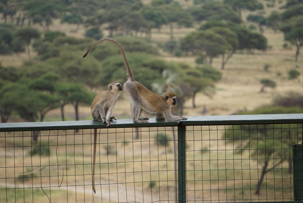 My husband and I just got home from a month in East Africa This is one of our favourite pictures