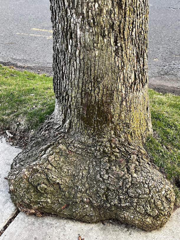 My husband disallows me to cut this tree in the backyard and says  it is part of me 