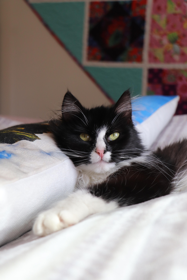 My husband pointed out that our new cat has a penis on her face and now I cant unsee it