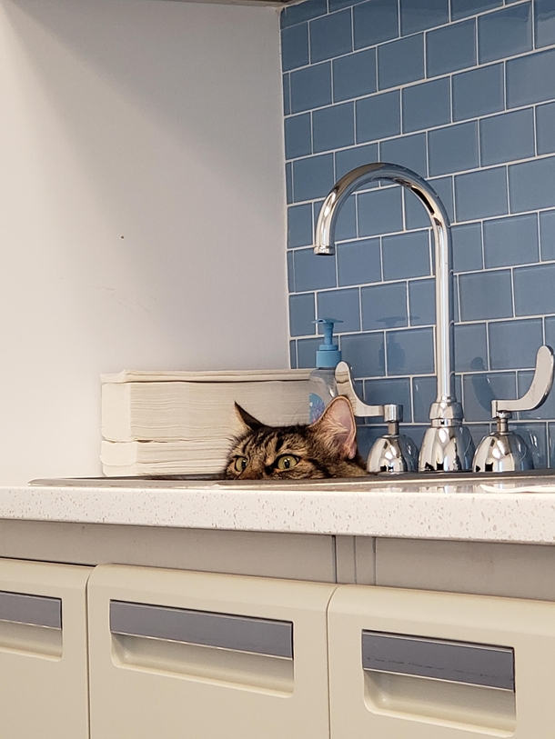 My husband took our cat to the vet today