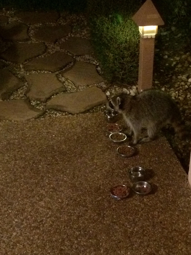 My husbands been feeding the cat every night damn he needs glasses 