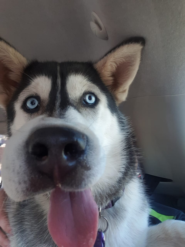 My husky ate a bee