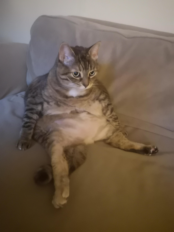 My in-laws cat sitting on the couch