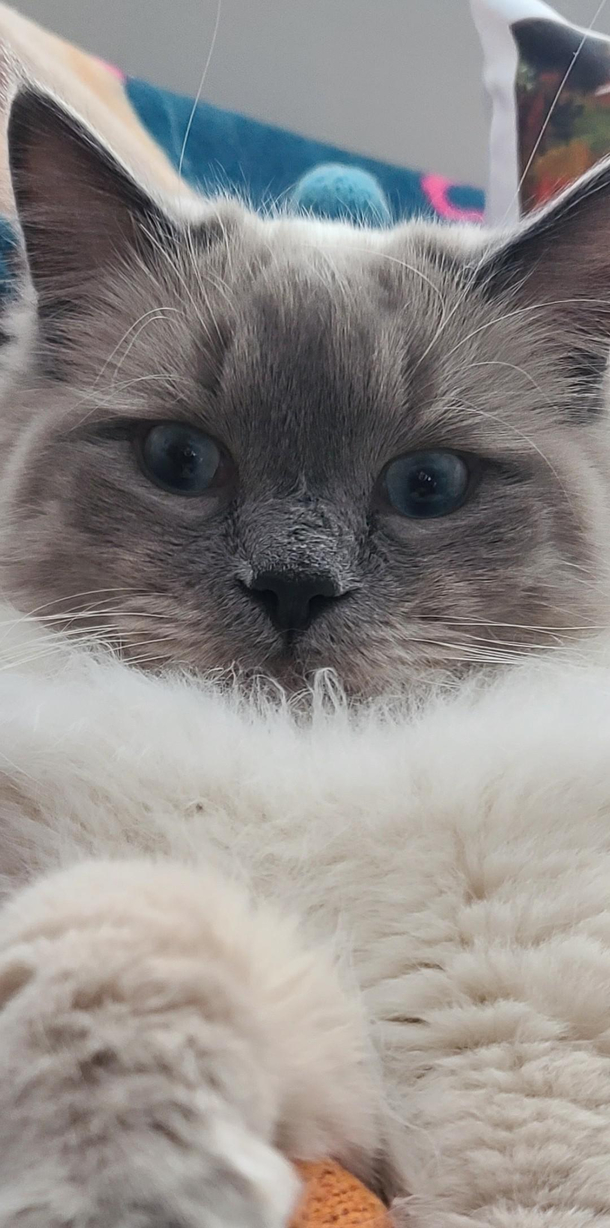 My kitten has seen some shit