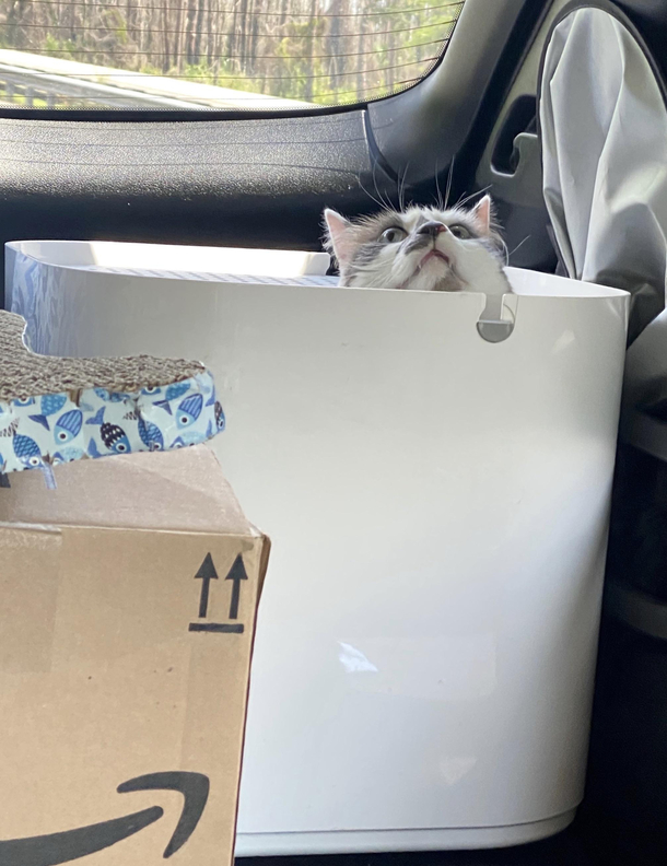 My kitties first road trip and first road trip bathroom experience It melted my heart and my nose