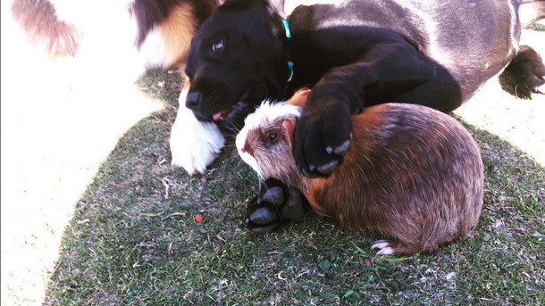My lab and guinea pig have been pals since day  headlock