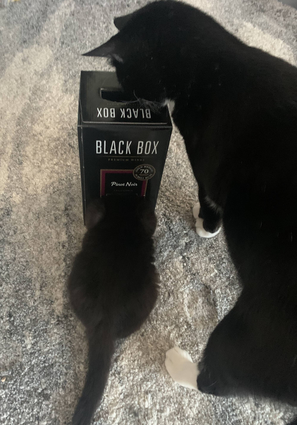 My large cat kept eating my kittens food so I hid it inside this empty box of wine Success