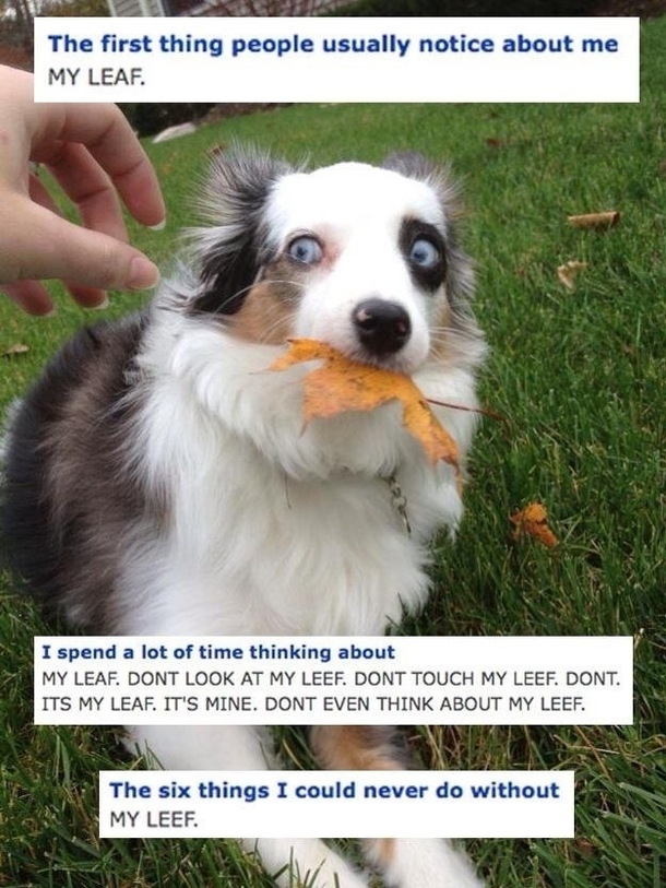 My Leaf