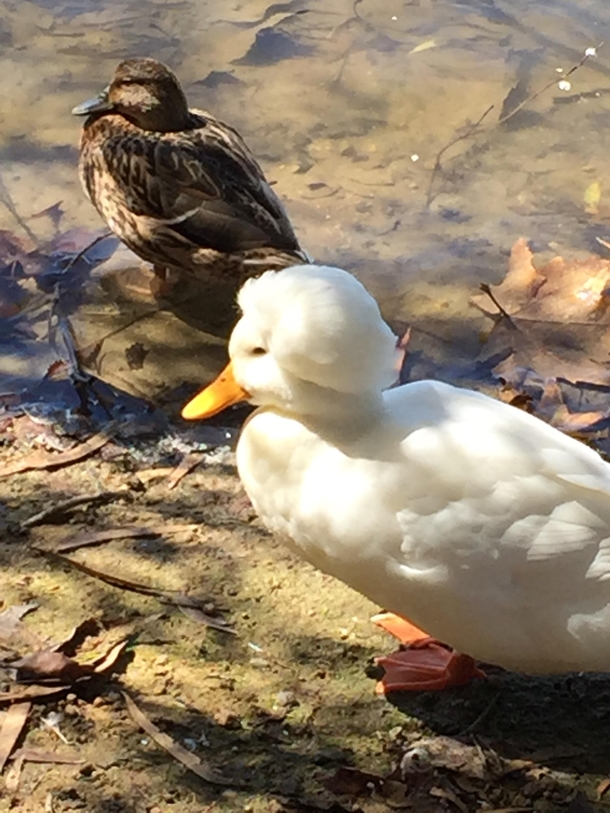 My little brother found George Duckington today at the park