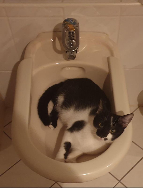 My little dudette making herself comfortable in a bidet