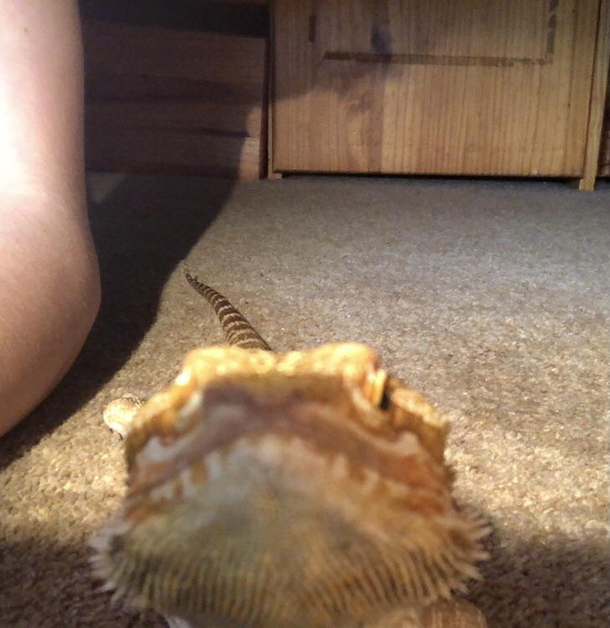my lizard looks like the teacher made her turn her camera on