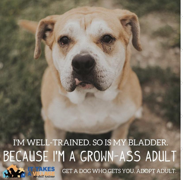 My local animal shelter isnt holding back anymore