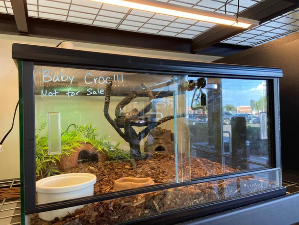 My local reptile store having some fun