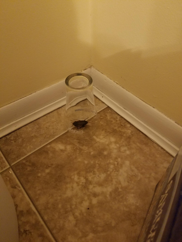 My MIL freaked out and said she caught a roach in my kitchen Its my cats toy