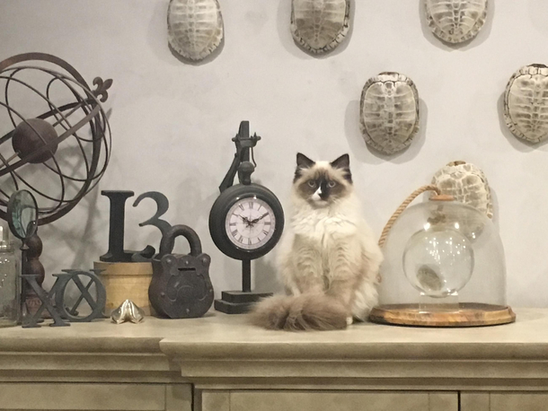My mom has been watching my cat but it looks like my cat is also watching my mom