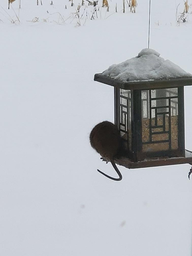 My mom said theyve got a new type of bird at their feeder