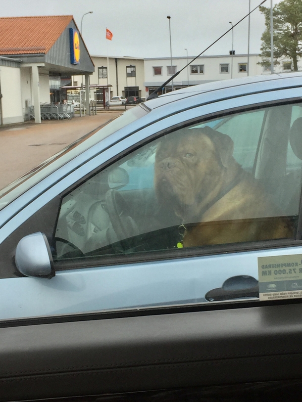 My mom saw this dog waiting for his human when see started taking pictures he gave her this look