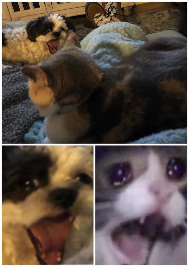 My mom sent me a picture of her shi-poos reaction to catching her petting the cat I was like Where have I seen that face before