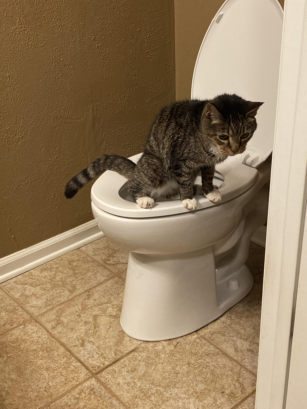 My mom texted me this picture saying she caught my cat doing this Weve never seen her do this before