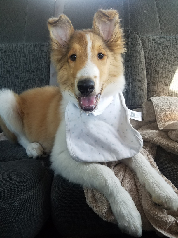 My mom was puppy sitting for me and asked if the car bib and car towel were really necessary An hour later she sent me this and said that she fully understood