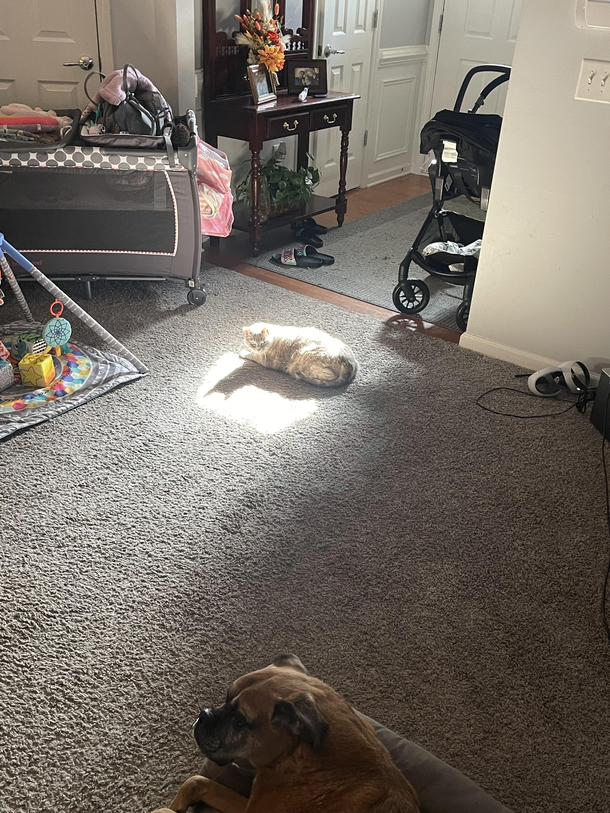 My moms cat isnt the hero I deserved but the hero I needed