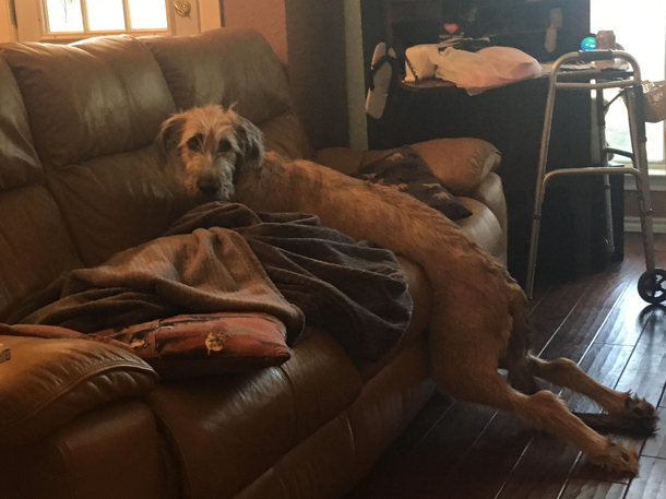 My moms dog an Irish wolfhound puppy thinks she cant climb onto the couch and needs help to get up
