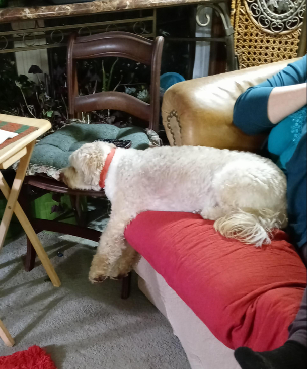 My Moms dog is exhausted after the holiday activities