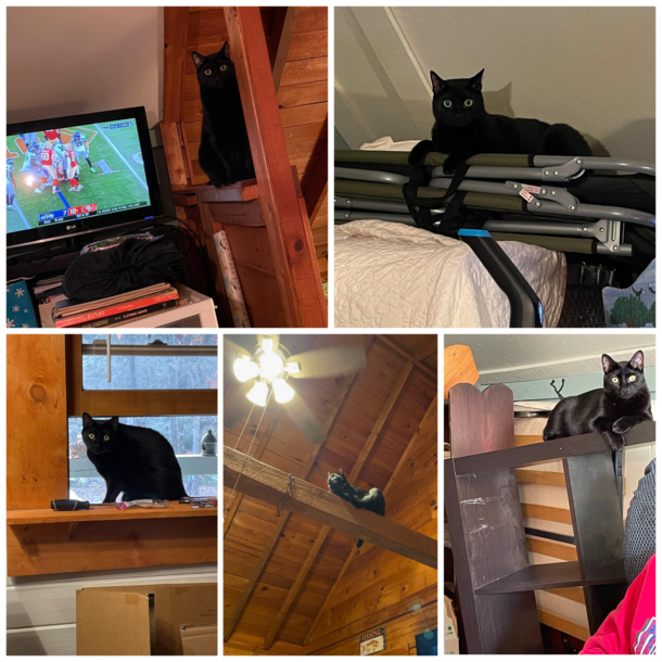 My moms husband only wants a tiny portion of the unfinished loft to watch football in peace Their cat Wally takes that personally