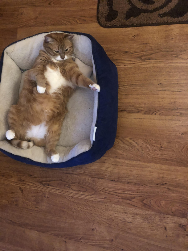 My moms lazy cat who wont leave her bed in winter