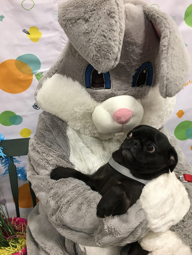 My Moms pug met the Easter bunny