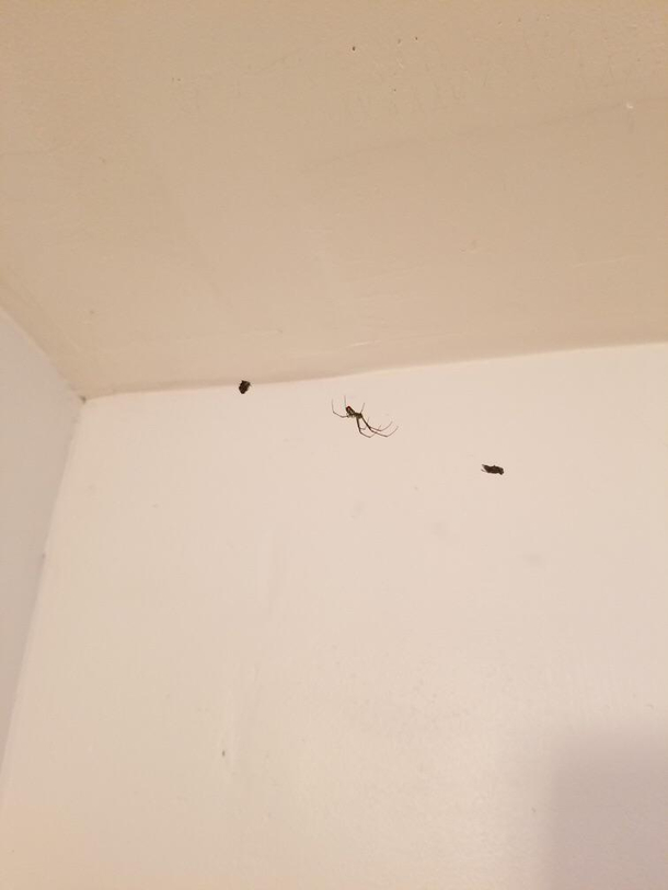 My mother has been feeding dead flies to this house spider because she doesnt want it to starve
