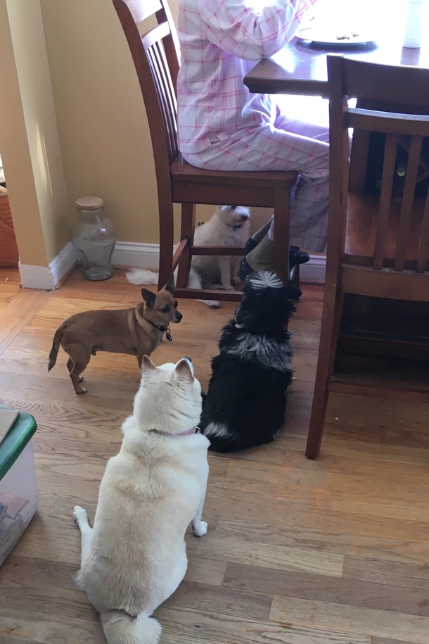 My mother in law insists that she doesnt feed the dogs her dinner