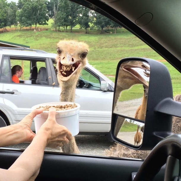 My mother-in-law met this enthusiastic fellow at a Virginia safari park last weekend